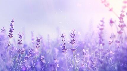 Naklejka premium Lavender Field in a Soft, Dreamy Light