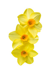 Three yellow daffodil flowers or narcissus isolated on transparent background. Spring yellow flowers.