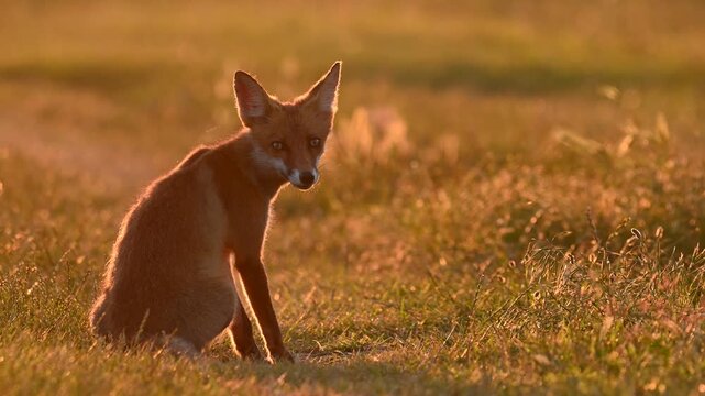 Red fox Vulpes vulpes in the sunset light. Beautiful background. Slow motion. Close up.