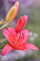 The flower of the pink lily. Oriental hybrid lily in close-up. The flower of the pink stargazer lily. A luxuriously blooming pink Asian lily.