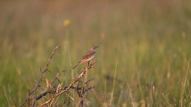 Tawny pipit, Anthus campestris in the wild. Slow motion.