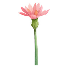 Pink flower with green stem on white background.