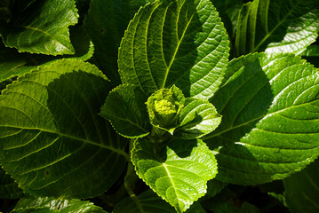 Details of natural green leaves in the outdoor garden, natural light, colorful green chlorophyll, organic space, gardening and details in the architectural area.