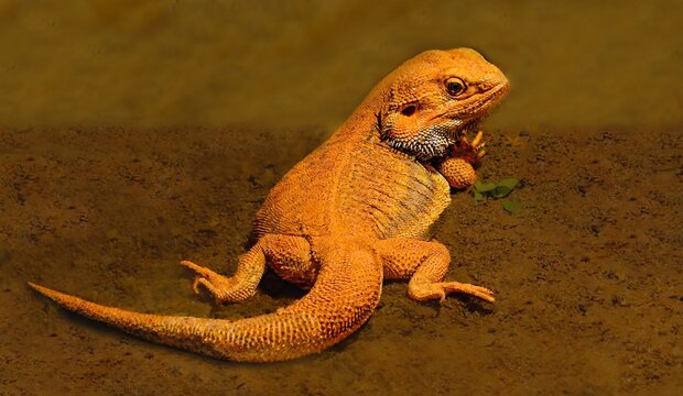 Beardie - Bearded Dragon Lizard