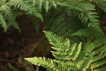 Green fern leaves with spots. Ferns in the forest in summer, close-up. Vegetation. Natural background. Fern growing on the forest floor