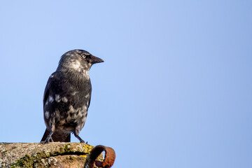 Jackdaw (Corvus monedula) in the Lee Fields, Cork, Ireland