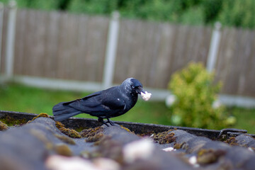 Jackdaw (Corvus monedula) in the Lee Fields, Cork, Ireland