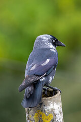 Jackdaw (Corvus monedula) in the Lee Fields, Cork, Ireland