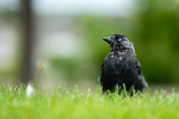 Jackdaw (Corvus monedula) in the Lee Fields, Cork, Ireland