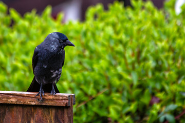 Jackdaw (Corvus monedula) in the Lee Fields, Cork, Ireland