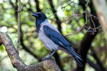 Jackdaw (Corvus monedula) in the Lee Fields, Cork, Ireland
