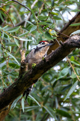 Great Spotted Woodpecker (Dendrocopos major) in the English Gardens, Munich, Germany