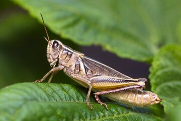 Grasshopper on a leaf.