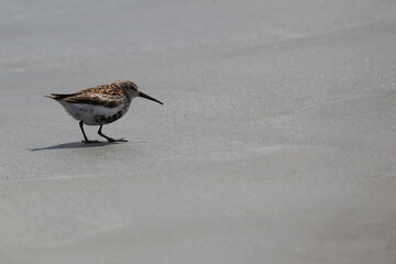 Dunlin (Calidris alpina) on Bull Island, Dublin, Ireland