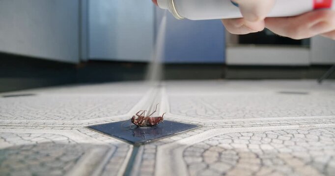 Сockroach is sprayed with a spray can with insecticide struggling.  Aerosol poison spray, insect infestation, insect detection. Kitchen floor. Cockroach control, pest control. Kill bug spray