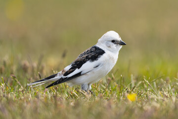 Fototapeta premium Snow bunting - Plectrophenax nivalis insulae in grass on ground at green background. Photo from Grimsey Island in Iceland.