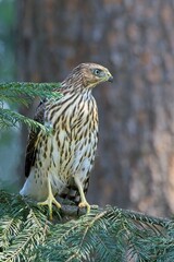 Alert hawk perched on a branch.