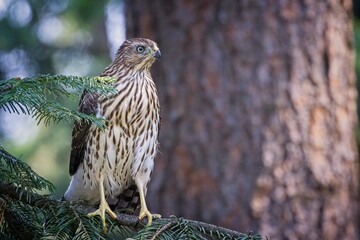 Cooper's hawk perched on a branch.