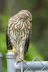 Cooper's hawk looking down from a fence.