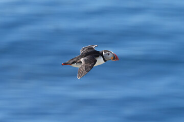 Atlantic puffin, common puffin - Fratercula arctica - in flight with blue sea water in backgroud....