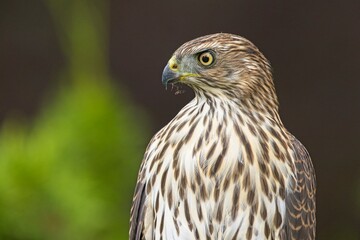 Side profile of a cooper's hawk.