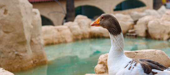 Portrait of goose. Countryside landscape with geese, chickens, turkeys graze in poultry yard. Rural...