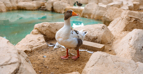 Portrait of goose. Countryside landscape with geese, chickens, turkeys graze in poultry yard. Rural...