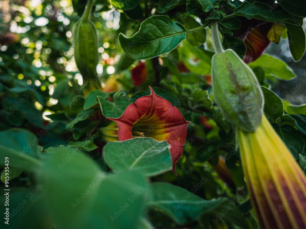 Sticker Angels trumpet flower