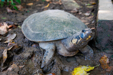 Close-up of Peruvian jungle turtle. In the Amazon jungle, near Iquitos, Peru. South America.