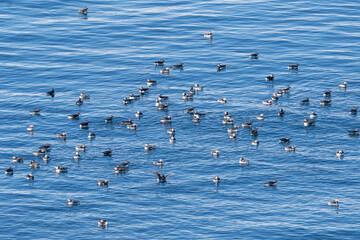The flock of Atlantic puffins, common puffins - Fratercula arctica - swimming in blue sea. Photo...