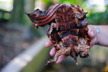 Matamata tortoise in the Peruvian jungle. In the Amazon jungle, near Iquitos, Peru. South America.