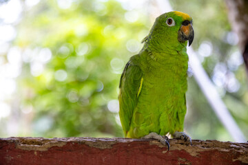 Small green parrot of the Peruvian jungle. In the Amazon jungle, near Iquitos, Peru. South America.