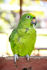 Small green parrot of the Peruvian jungle. In the Amazon jungle, near Iquitos, Peru. South America.