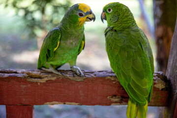 Small green parrot of the Peruvian jungle. In the Amazon jungle, near Iquitos, Peru. South America.