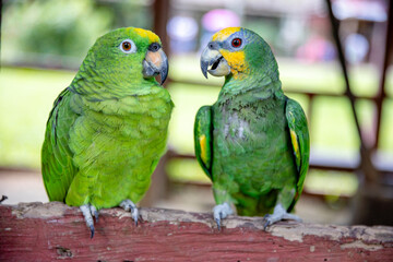 Small green parrot of the Peruvian jungle. In the Amazon jungle, near Iquitos, Peru. South America.
