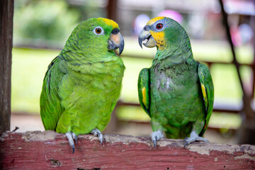 Small green parrot of the Peruvian jungle. In the Amazon jungle, near Iquitos, Peru. South America.