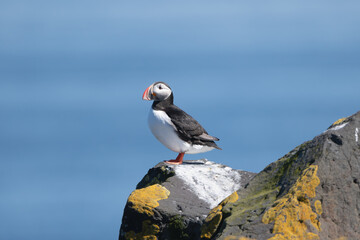 Atlantic puffin, common puffin - Fratercula arctica - at blue background. Photo from Grimsey Island in Iceland.