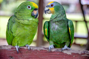 Small green parrot of the Peruvian jungle. In the Amazon jungle, near Iquitos, Peru. South America.