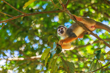 Obraz premium Small Peruvian jungle monkey. In the Amazon jungle, near Iquitos, Peru. South America.