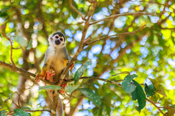 Small Peruvian jungle monkey. In the Amazon jungle, near Iquitos, Peru. South America.