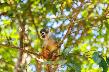 Small Peruvian jungle monkey. In the Amazon jungle, near Iquitos, Peru. South America.