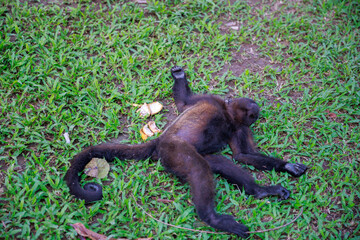 Small Peruvian jungle monkey. In the Amazon jungle, near Iquitos, Peru. South America.