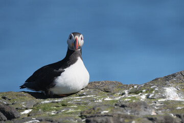 Atlantic puffin, common puffin - Fratercula arctica - on the rock at cliff at blue backgroud. Photo  from Grimsey Island in Iceland