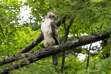 枝にとまるクマタカの若鳥