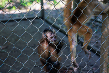 Small Peruvian jungle monkey. In the Amazon jungle, near Iquitos, Peru. South America.