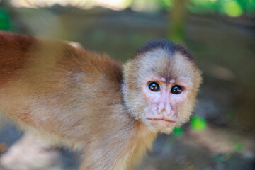 Small Peruvian jungle monkey. In the Amazon jungle, near Iquitos, Peru. South America.