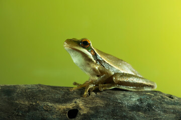Montevideo Treefrog, Hyla Pulchela,  La Pampa, Patagonia,Argentina.