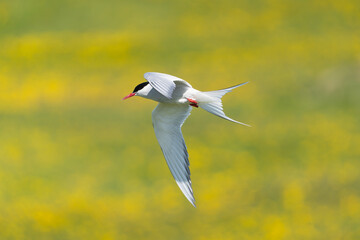 Arctic tern - Sterna paradisaea - with spread wings in flight at tellow background. Photo from...