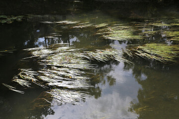 Rubanier d'eau