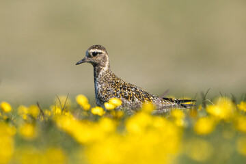 European golden plover, Eurasian golden plover - Pluvialis apricaria on the meadow in yellow...